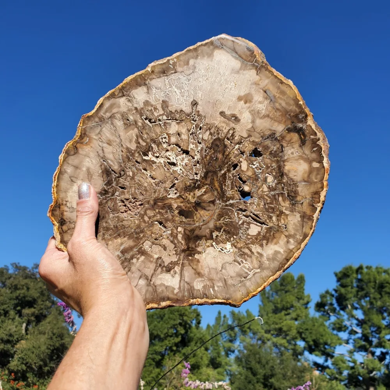 CrystalHola Petrified Wood Slab Natural Irregular Smooth Fossils Semi Precious Stones  Home Decoration