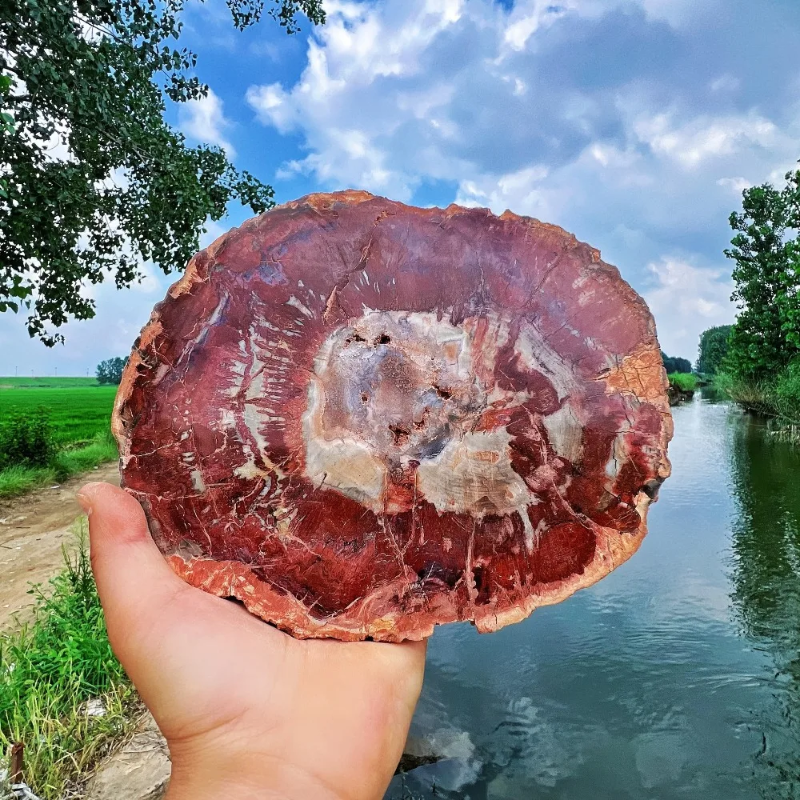 CrystalHola Petrified Wood Slab Natural Irregular Smooth Fossils Semi Precious Stones  Home Decoration