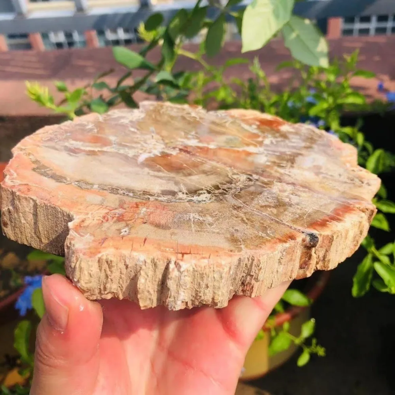 CrystalHola Petrified Wood Slab Natural Irregular Smooth Fossils Semi Precious Stones  Home Decoration