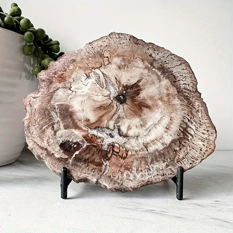 400-500g CrystalHola Petrified Wood Slab Natural Irregular Smooth Fossils  Hogar Decoración Espiritual Home Decor