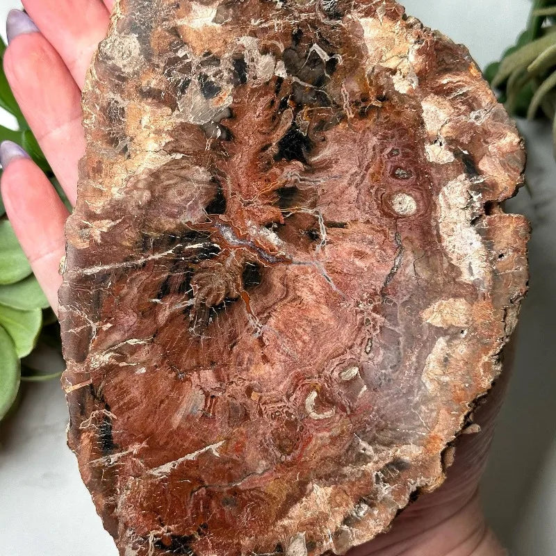 400-500g CrystalHola Petrified Wood Slab Natural Irregular Smooth Fossils  Hogar Decoración Espiritual Home Decor