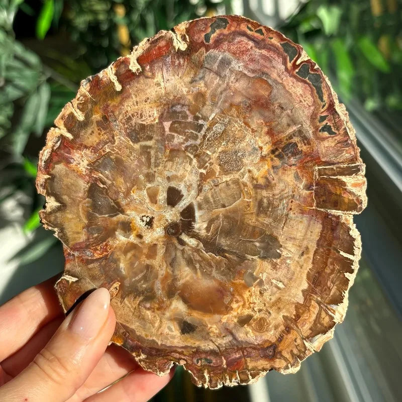 400-500g CrystalHola Petrified Wood Slab Natural Irregular Smooth Fossils  Hogar Decoración Espiritual Home Decor