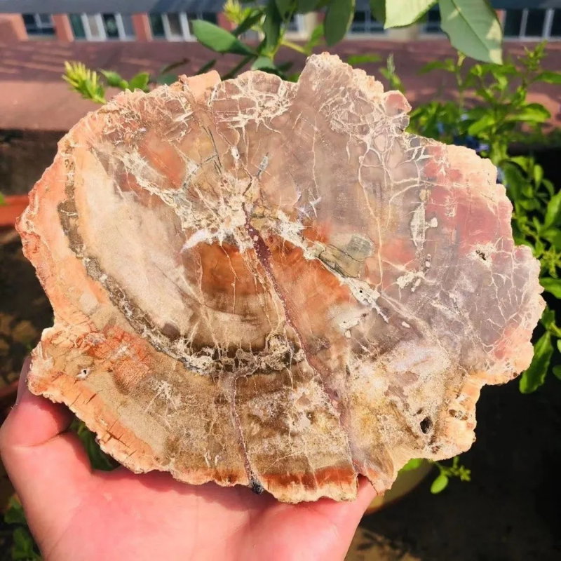 CrystalHola Petrified Wood Slab Natural Irregular Smooth Fossils Semi Precious Stones  Home Decoration